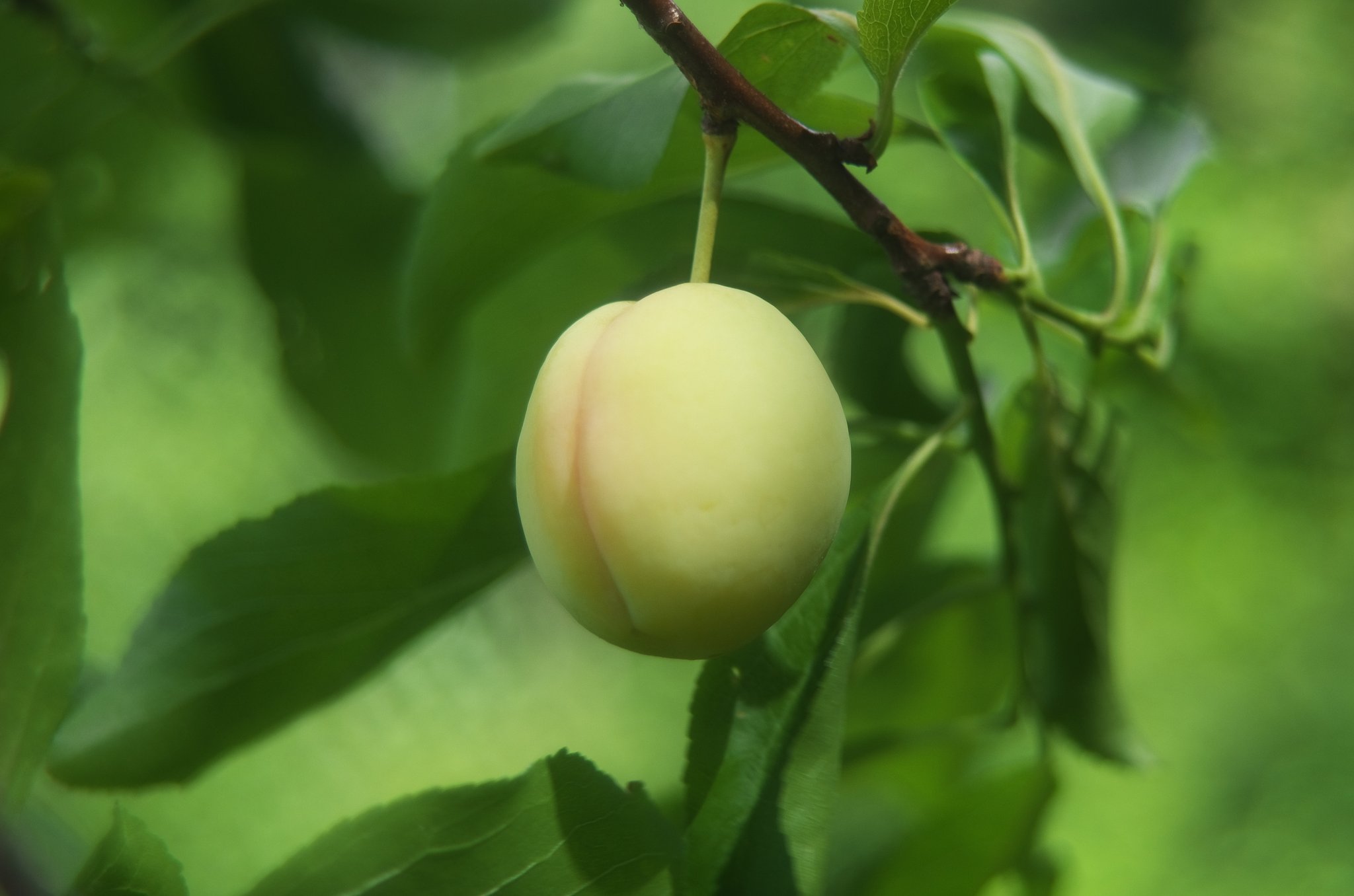 北向きの畑のスモモ。