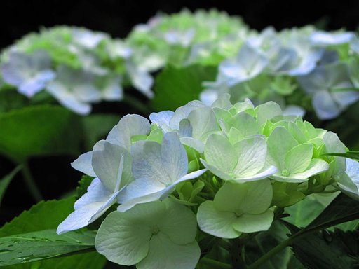庭の紫陽花