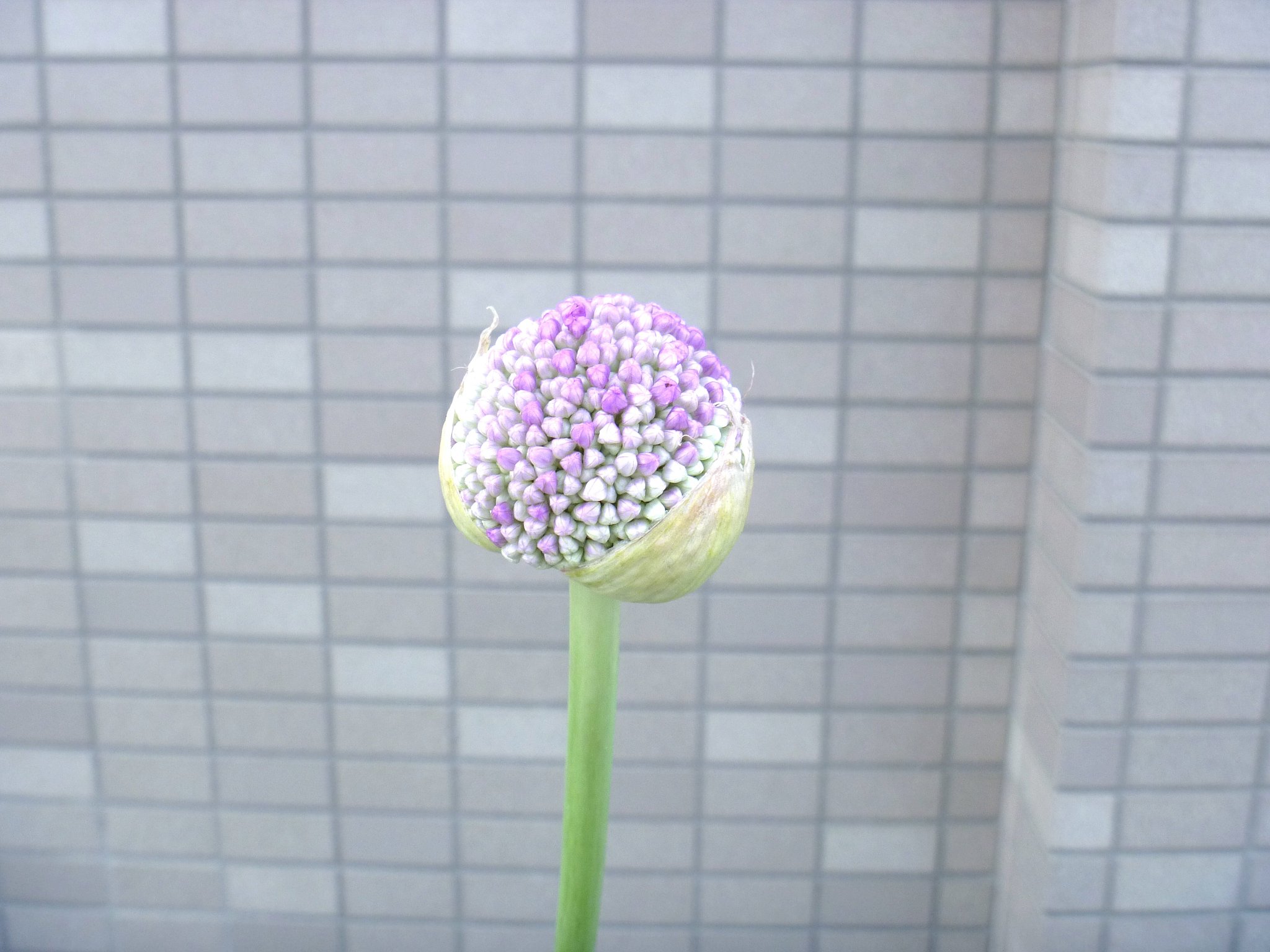 蕾