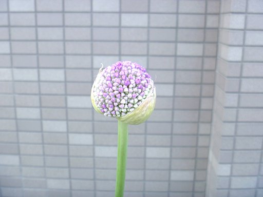 蕾