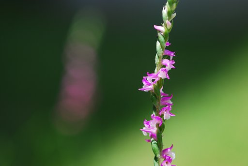 ねじり花