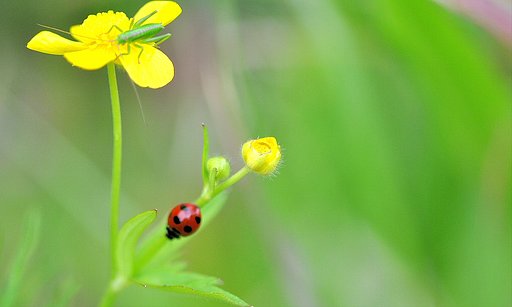 【おだやかに・・・・春】草のなか