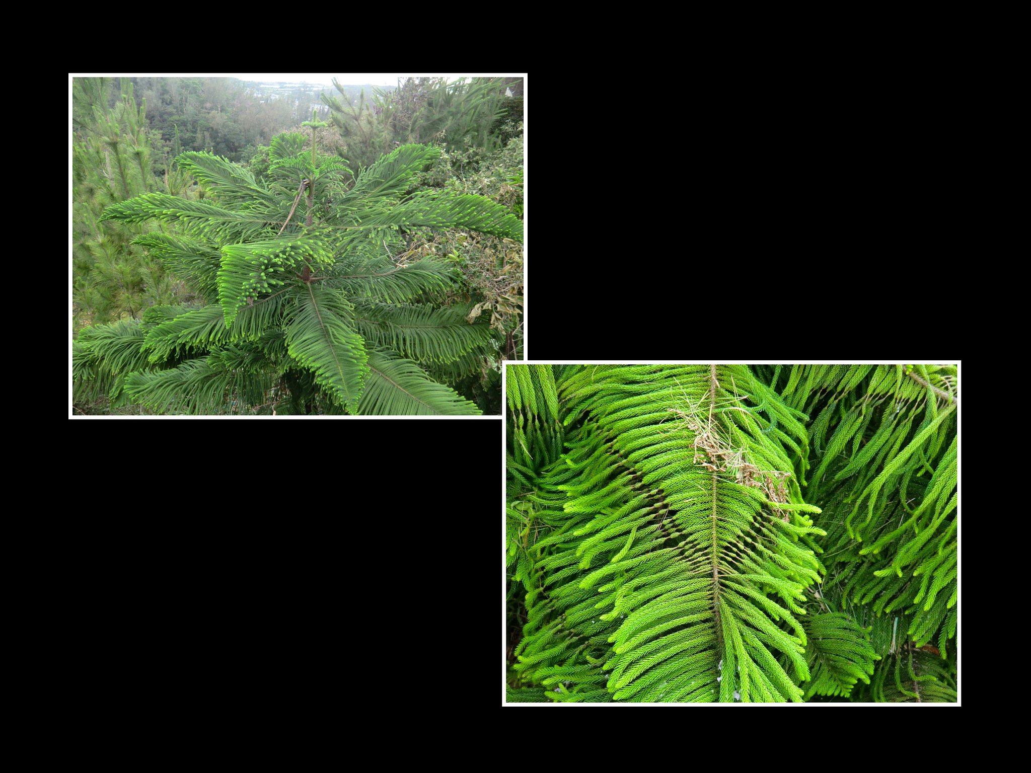 シマナンヨウスギ（沖縄の植物６）