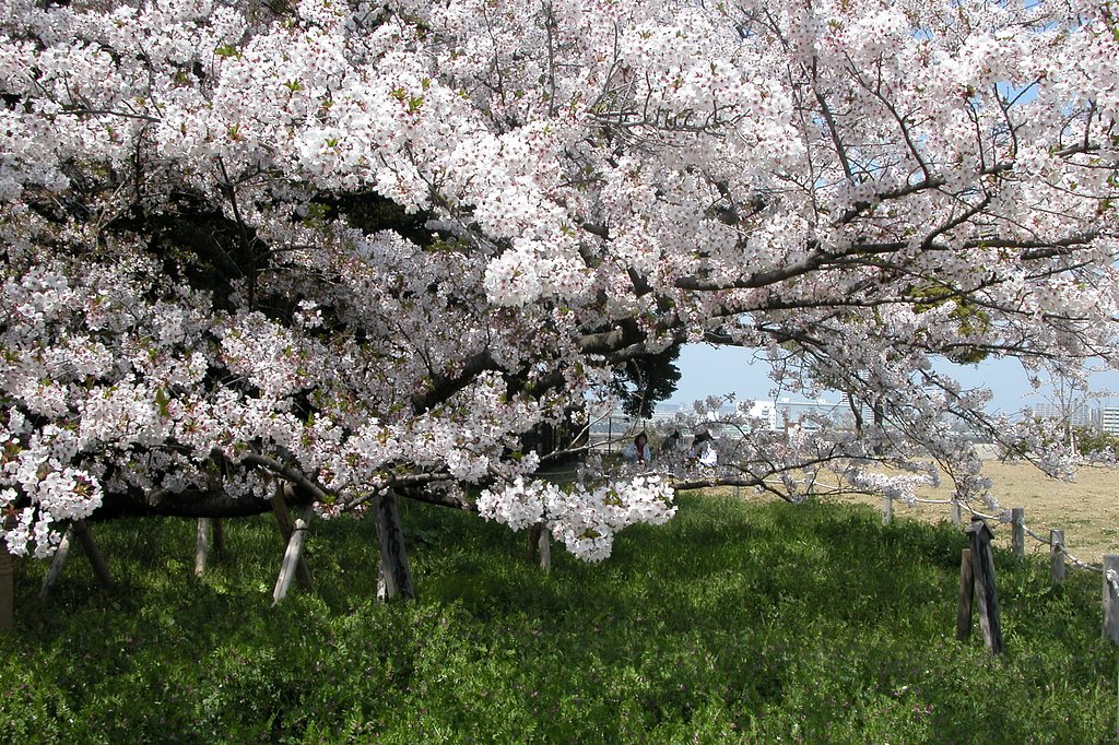 臥龍桜