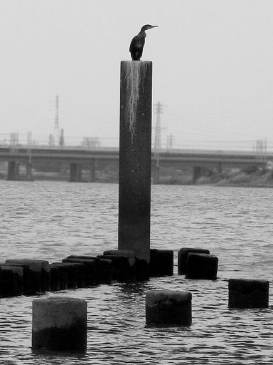 相模川のヒトコマ