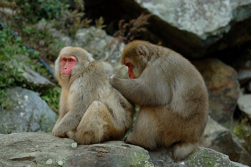 毛づくろい中