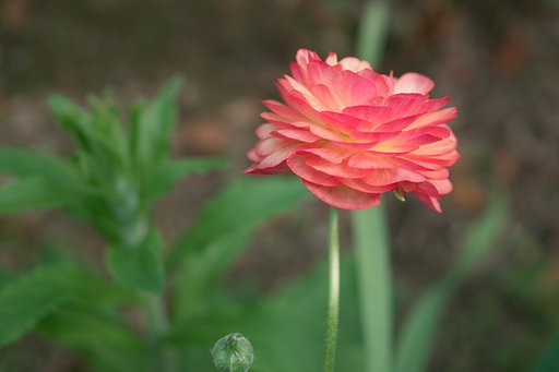 【おだやかに・・・春】わくわく