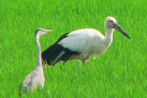 【睦】珍しい２”天然記念物コウノトリ”