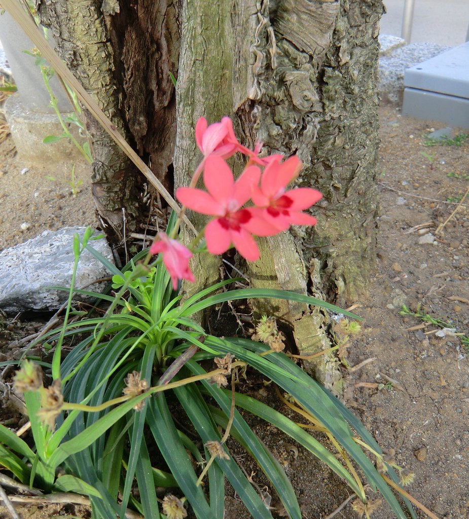 ？のオレンジ色の花