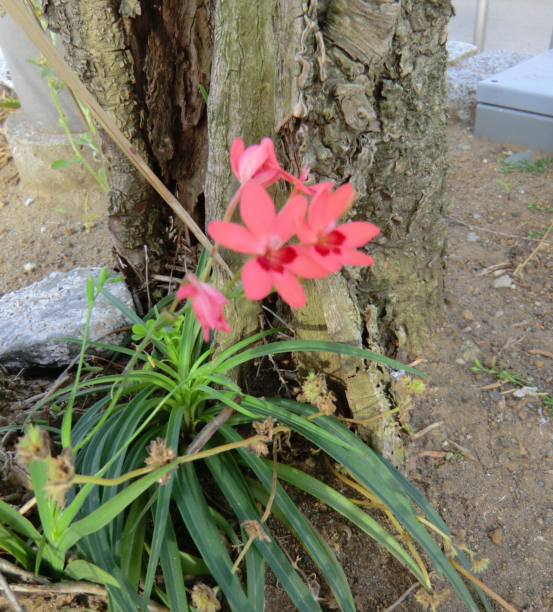 ？のオレンジ色の花