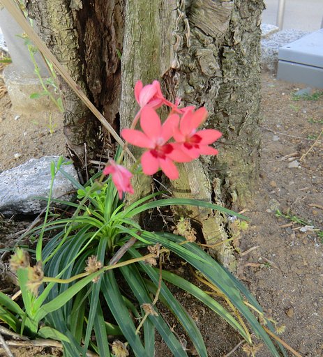 ？のオレンジ色の花