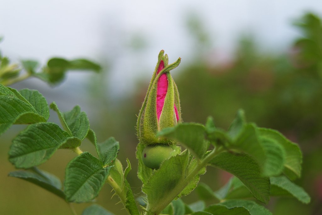 ハマナスの蕾がふくらみつつ・・