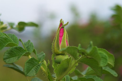 ハマナスの蕾がふくらみつつ・・