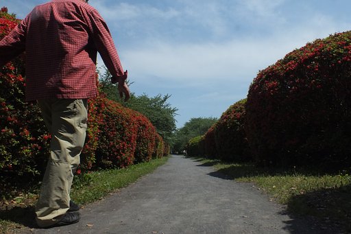 ツツジ街道
