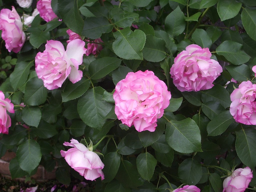 薔薇12