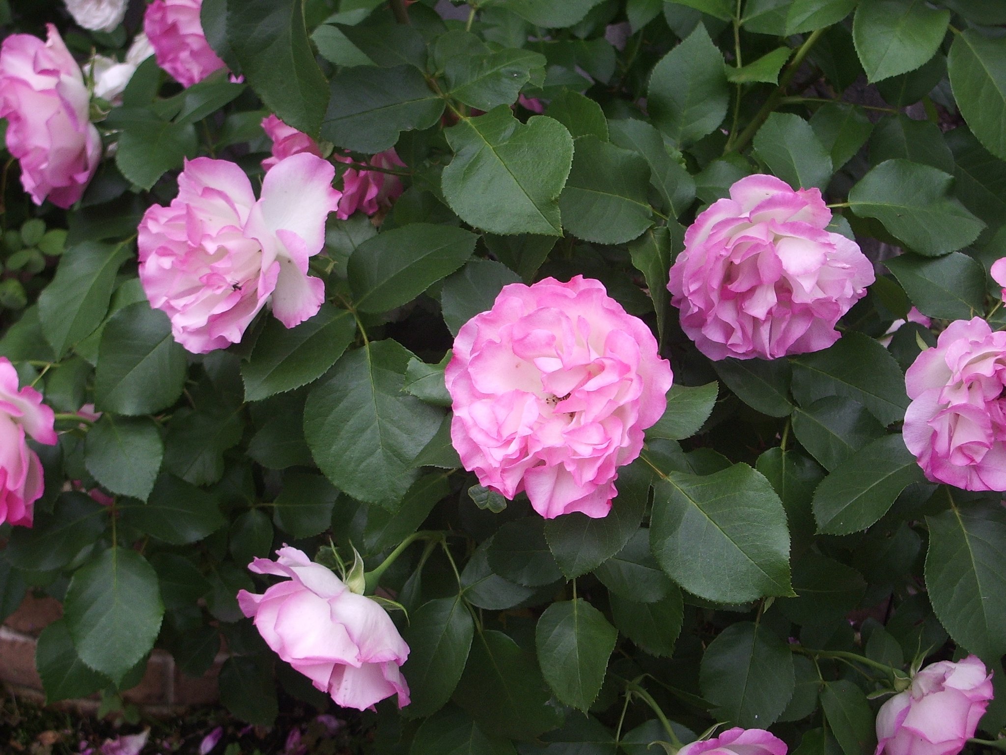 薔薇12
