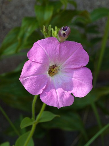 【縦撮り】ピンク色の花
