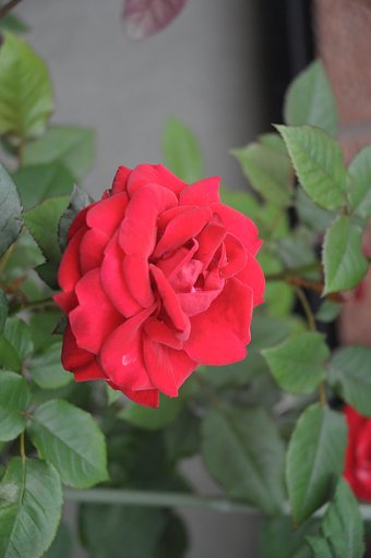 【縦撮】赤い薔薇♪