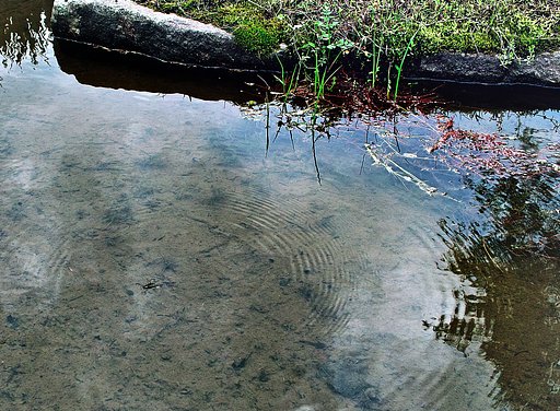 【睦】水たまり