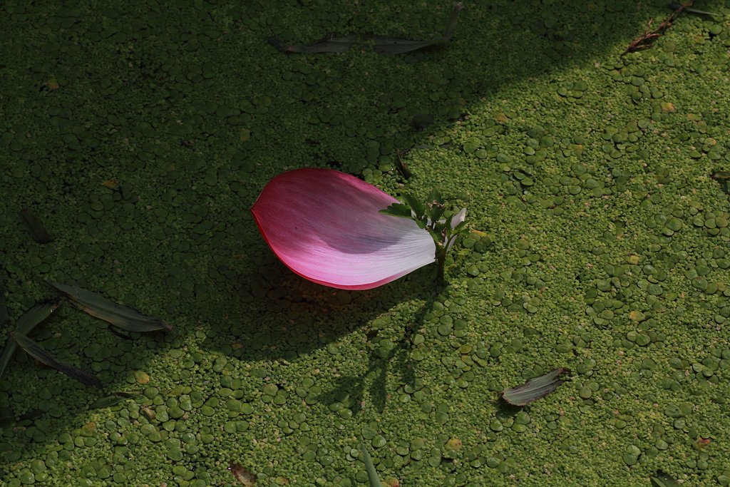 止まり木