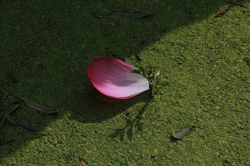 止まり木