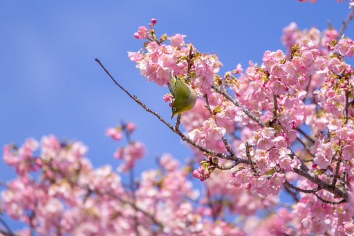 あ～らよっと！