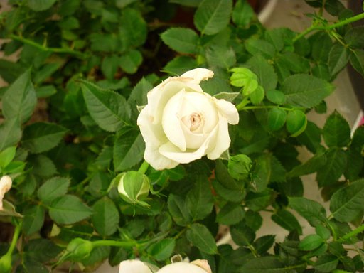 薔薇