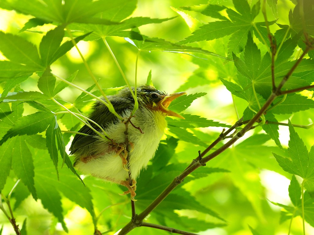 メジロの幼鳥