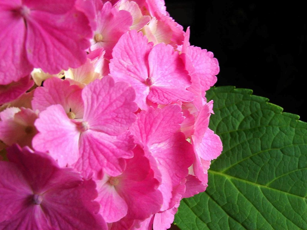 花瓶の紫陽花