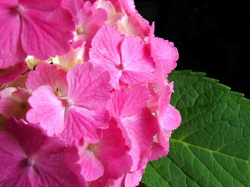 花瓶の紫陽花
