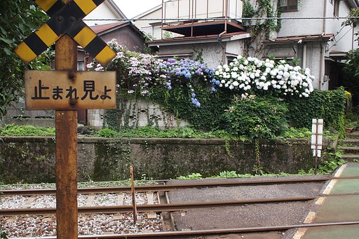 止まれ見よ、あっ紫陽花だ!