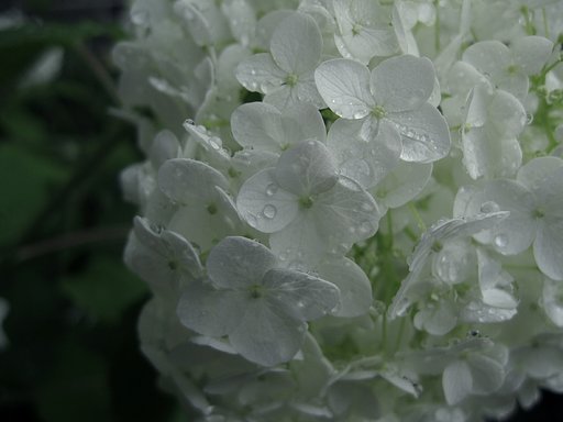 今年も仲良く【睦】雨の中