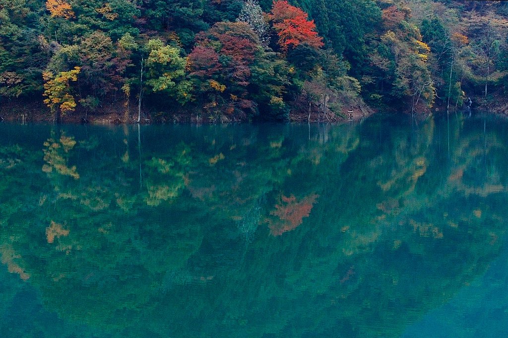 湖面を彩る