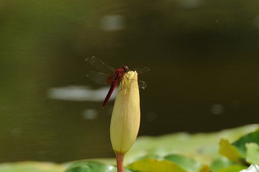 ハスにトンボ