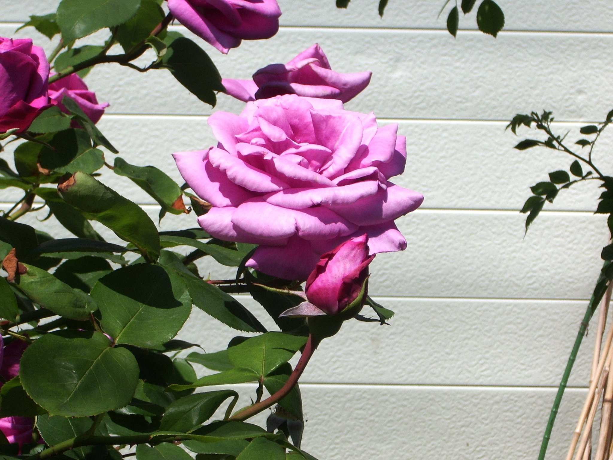 薔薇3
