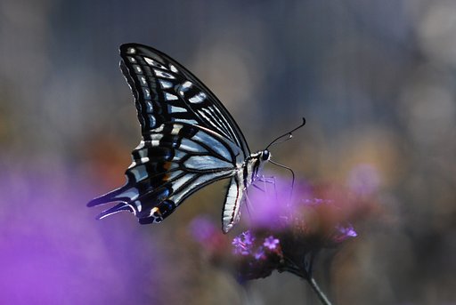 ヤナギハナガサにアゲハ
