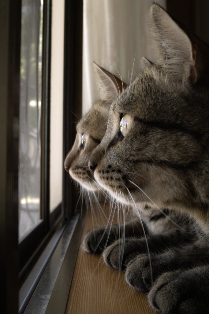 ねこのシンクロ