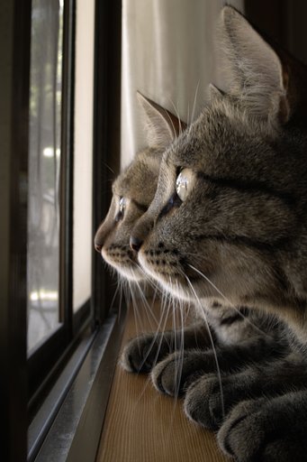 ねこのシンクロ