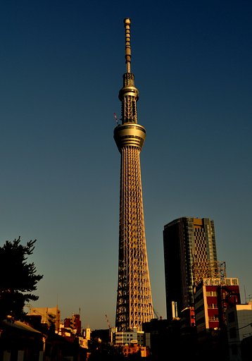 【縦撮り】早朝の東京スカイツリー