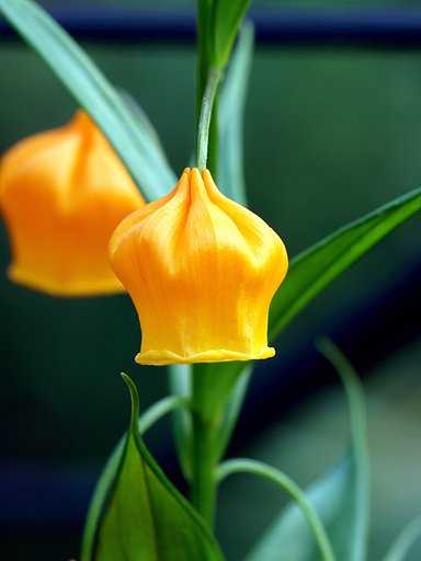 【縦撮り隣の庭の花