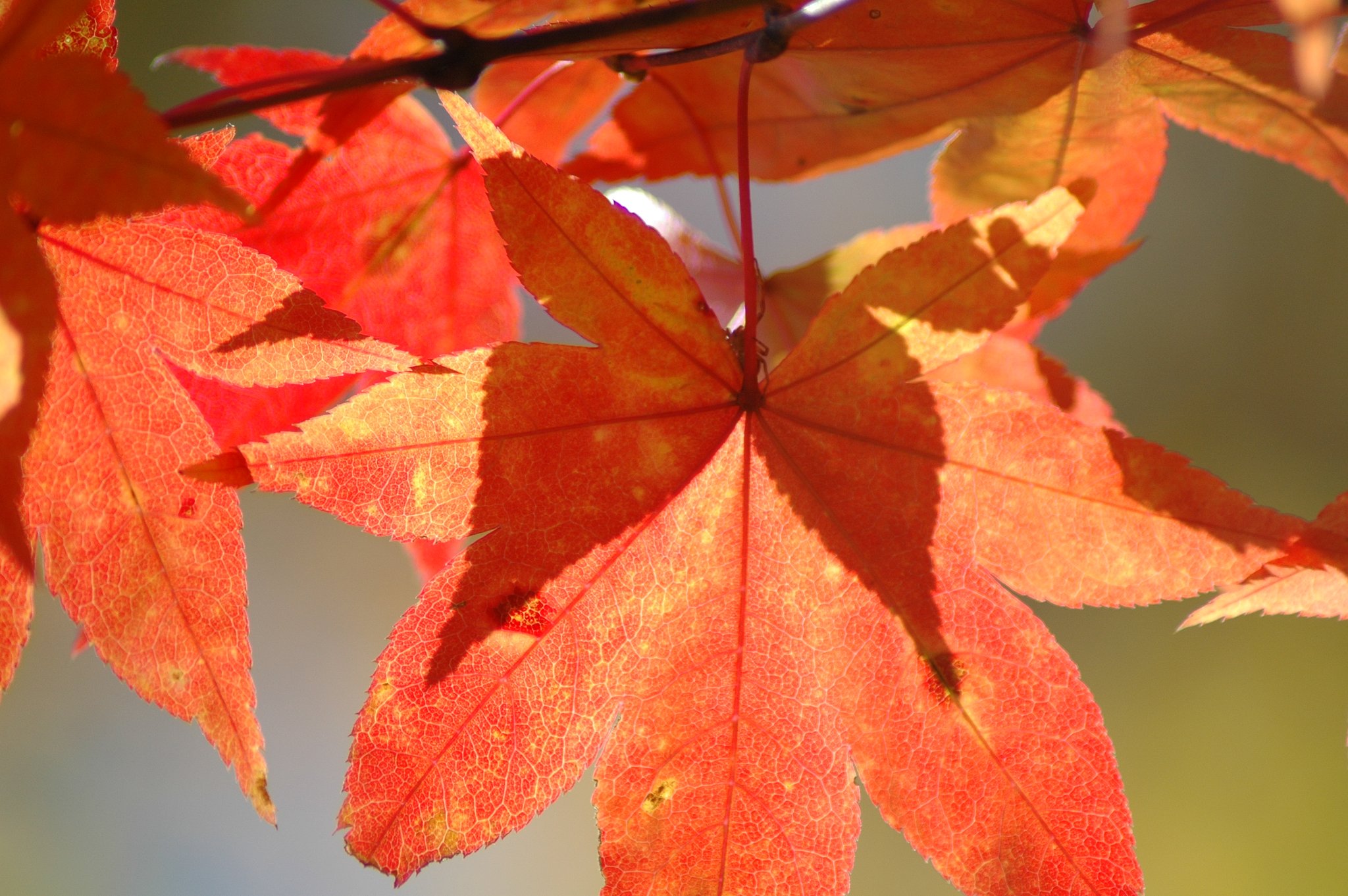 紅葉