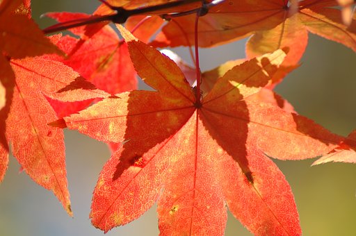 紅葉