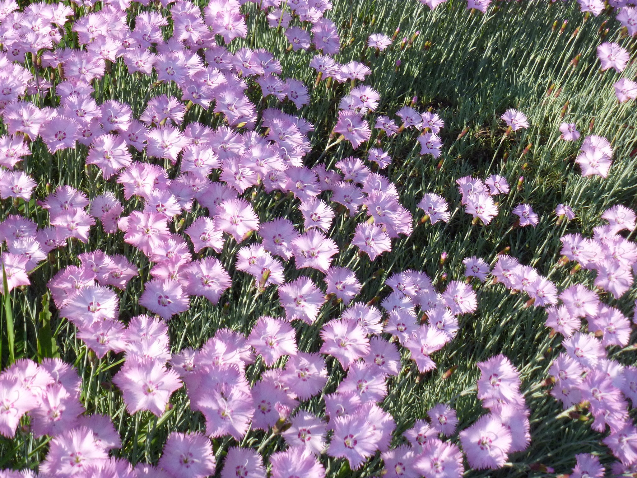 ピンク花色