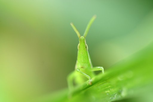 碧に溶けて