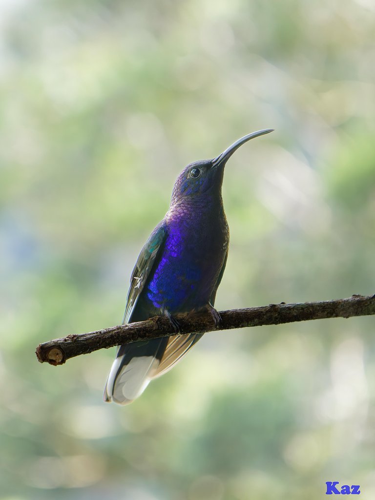 Costa Rica 10