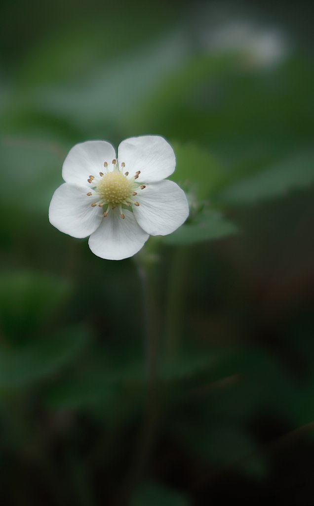 【質】一輪の花
