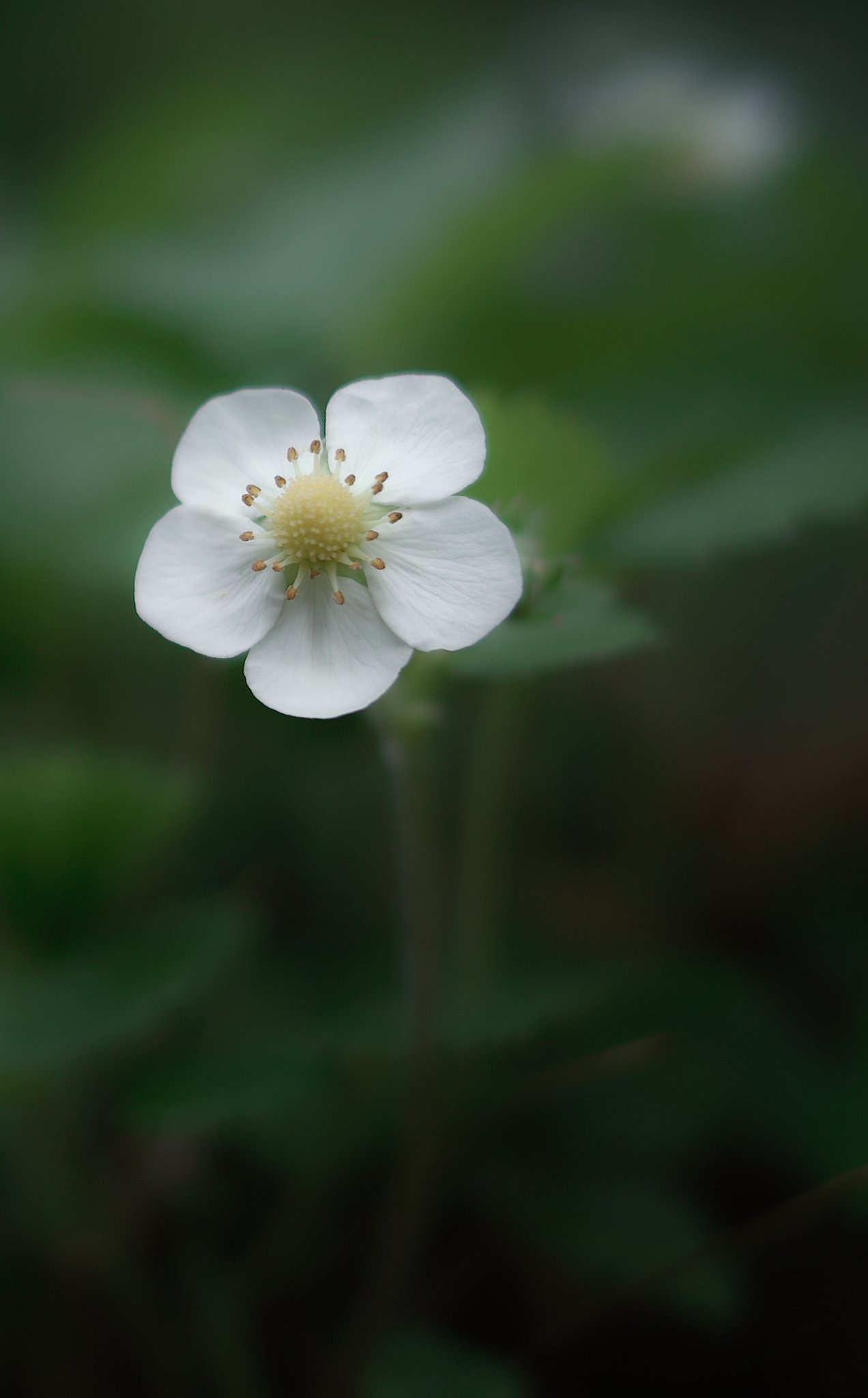 【質】一輪の花