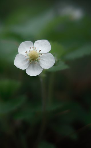 【質】一輪の花