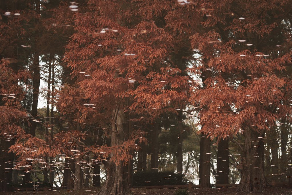 紅葉