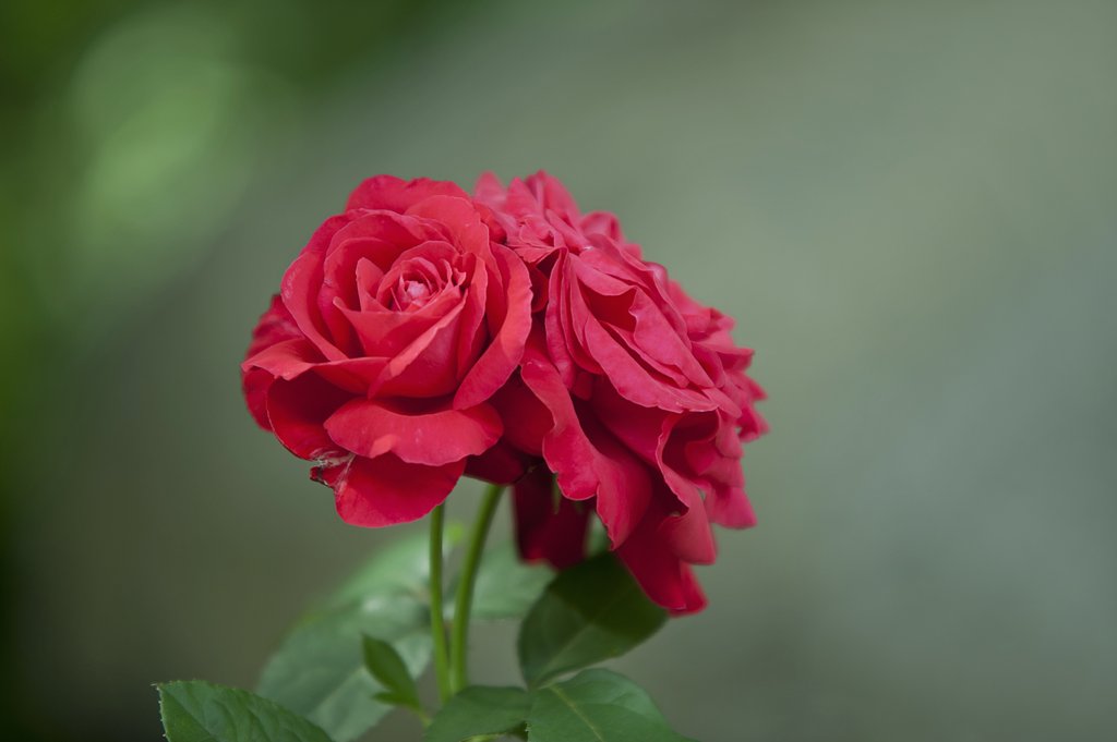 近所の庭の薔薇